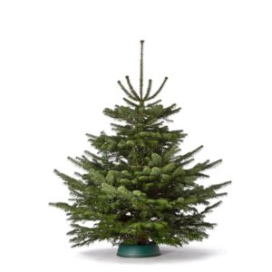 Entstehung des Baums